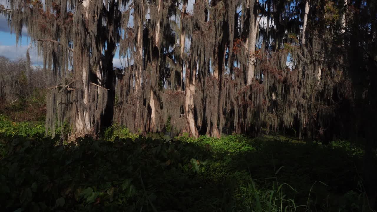 Parte della vegetazione è in ombra, conferendo una splendida dimensione a questa scena cinematografica. Sullo sfondo, sono visibili alberi dalle forme davvero particolari.