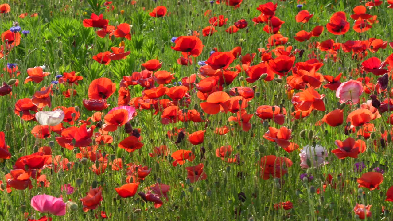A closeup panning view of a field of red poppies glowing in the morning sunshine.