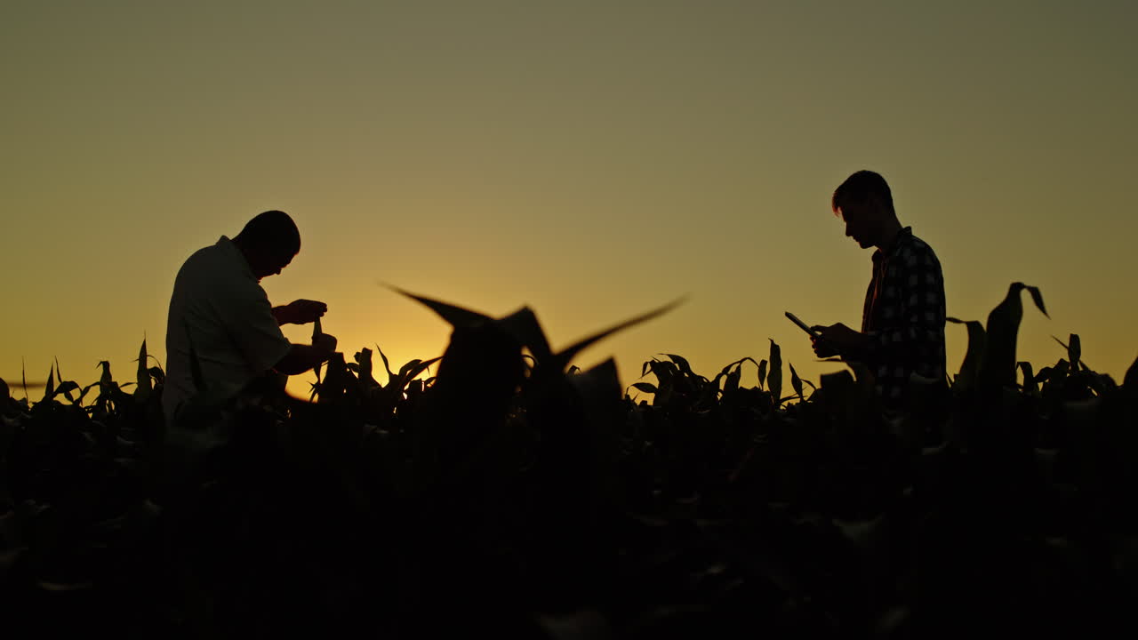 los agricultores inspeccionan el campo de maíz al atardecer