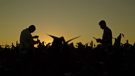 farmers inspecting corn field at sunset