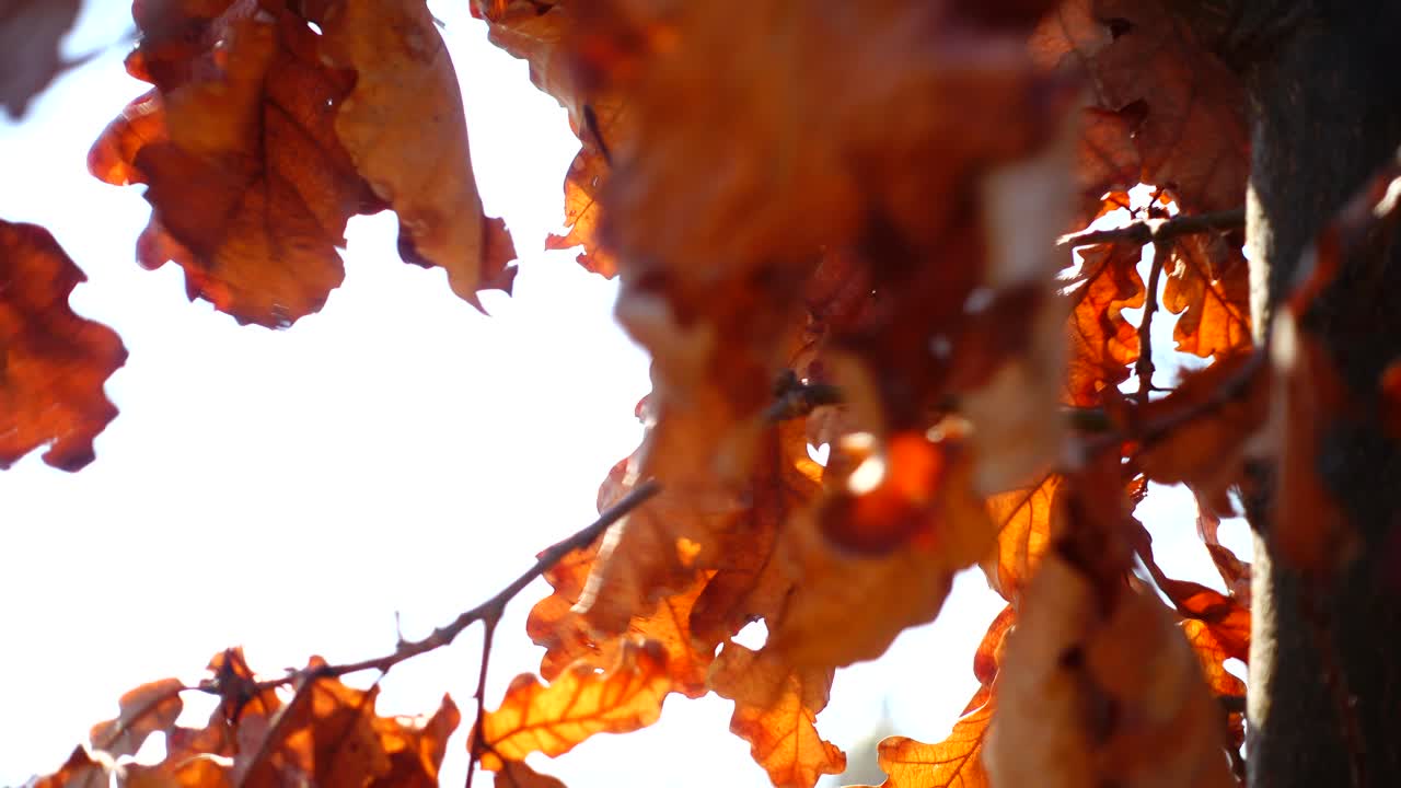 Foglie di quercia in autunno