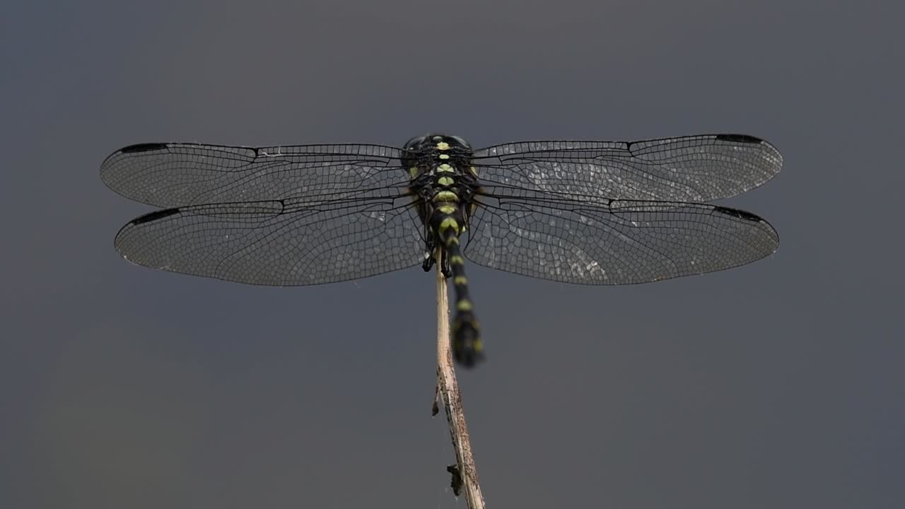 la libélula de cola de brida común se ve comúnmente en tailandia y asia