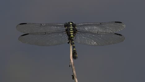 the common flangetail dragonfly is commonly seen in thailand and asia