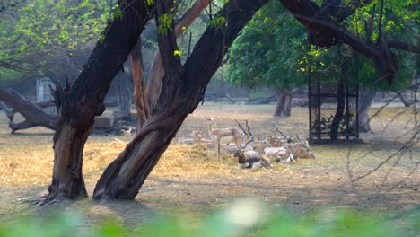 Tier-Und-Wildtiere,-Wildtiere-Beziehen-Sich-Traditionell-Auf-Nicht-Domestizierte-Tierarten-3