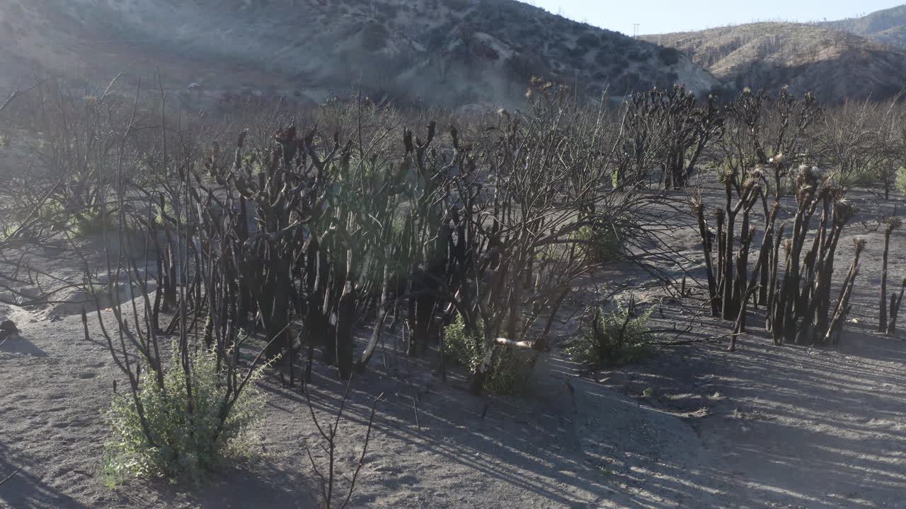 Landscape showing the aftermath of a wildfire with burnt vegetation and signs of new growth