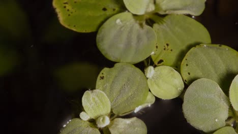 lechuga de agua enana en raíces de plantas flotantes de agua de acuario
