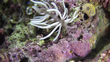 aelolidida nudibranquio de cerca en el arrecife de coral tropical