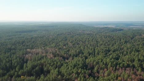 aerial: majestic pine forest with clear sky on a sunny autumn day