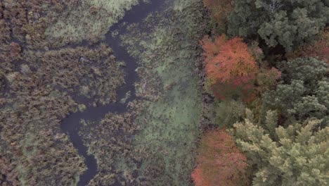 佛蒙特州秋季沼澤的空中景觀,自然風景