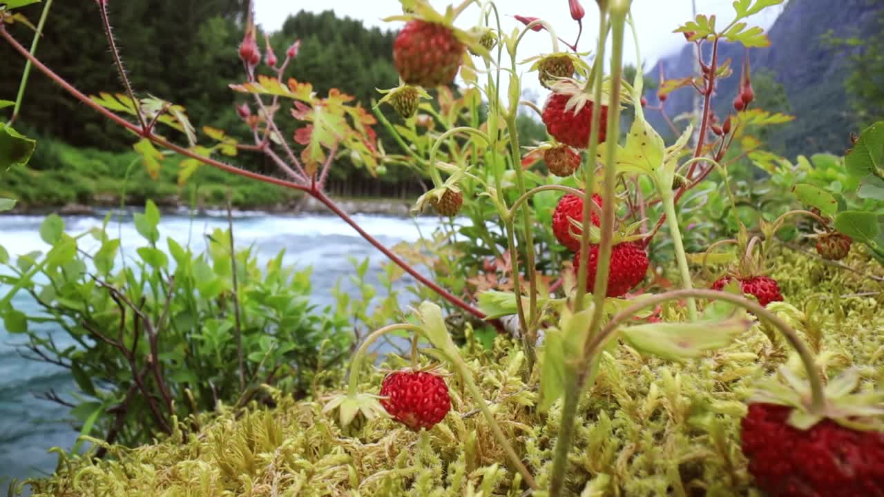 성숙 한 딸기 의 열매. 노르웨이 의 자연