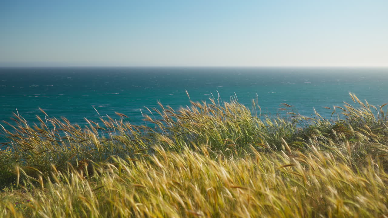 바람이 불어오는 해안 날, 느린 속도로 자라는 잔디