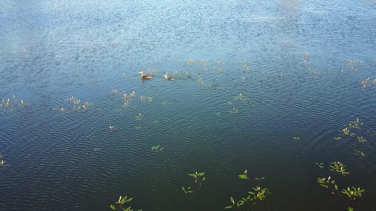 Birds Enjoying A Sunny Morning. Silhouette of birds in a pond or lake enjoying a sunny morning