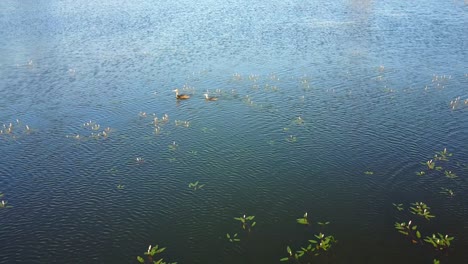 birds enjoying a sunny morning. silhouette of birds in a pond or lake enjoying a sunny morning