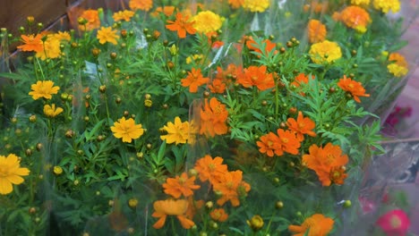 Native-to-Mexico,-the-yellow-and-orange-Cosmos-Sulphureus-flowering-plants-are-also-known-as-sulfur-cosmos-and-yellow-cosmos,-it's-seen-for-sale-at-a-flower-market-in-Hong-Kong