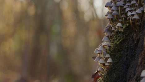 Small-mushrooms,-fungi-growing-on-the-side-of-a-tree-trunk