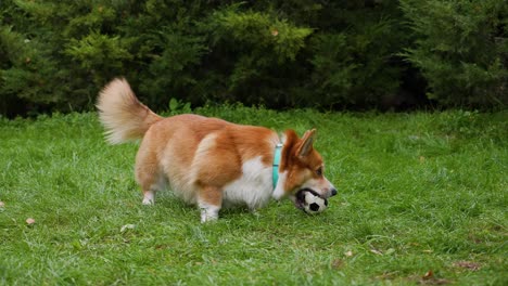 corgi playing with a ball in a park