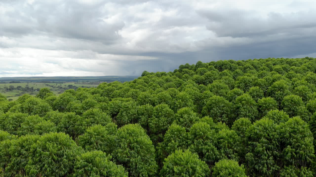 Eucalyptus plantation in Brazil