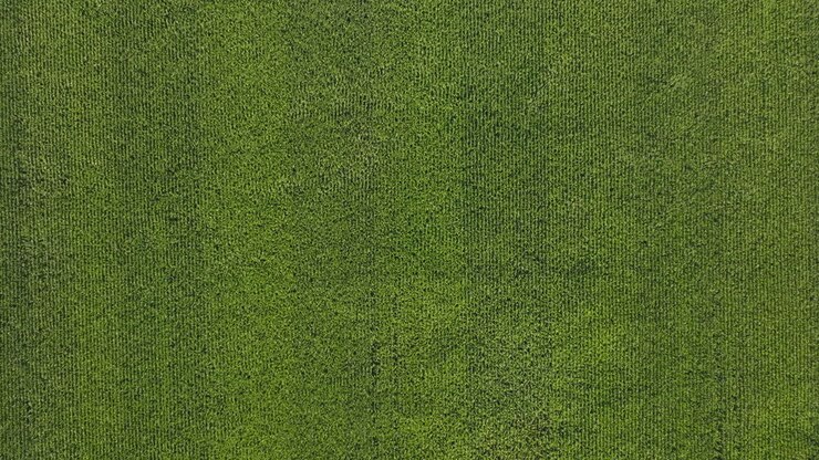 Top-Down View of Large Corn Field Fully Grown and Ready for Harvesting