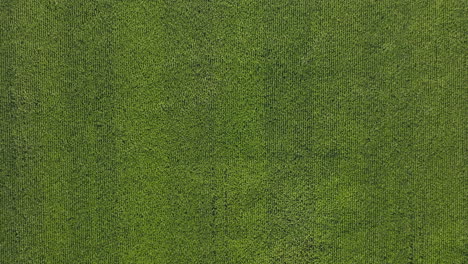 top-down view of large corn field fully grown and ready for harvesting