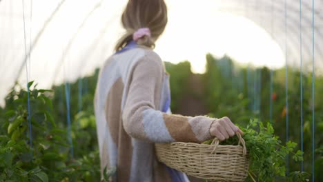 Woman-farmer-harvesting-peppers-at-greenhouse,-walking-with-basket