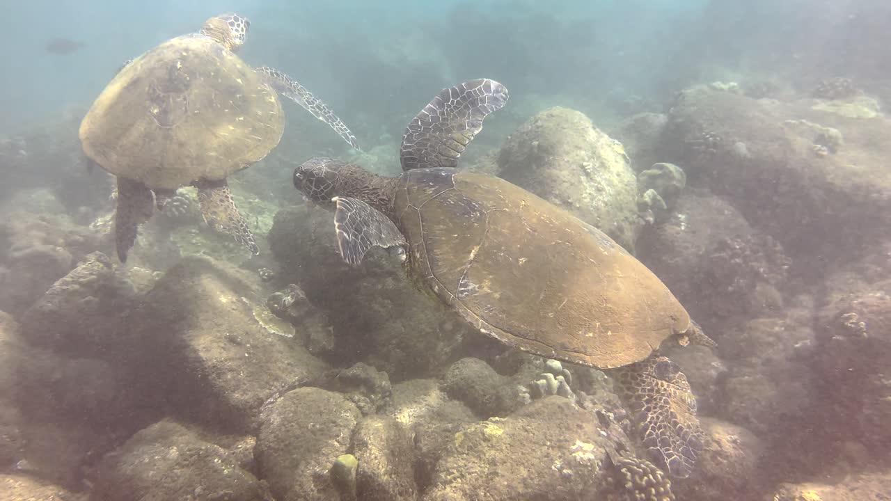 야생동물 과 함께 스쿠버 다이빙