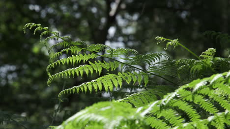 common ferns growing in an english woodland and blowing in the summer breeze