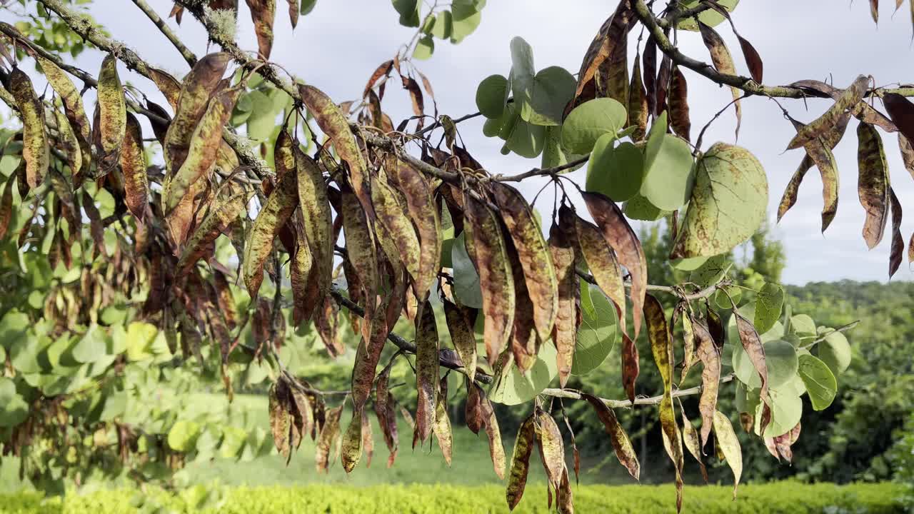 나무 야외와 구름진 하늘에서 건조한 갈색 잎의  ⁇ 을 확대