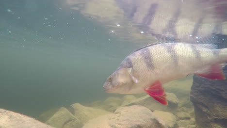 Underwater-footage-of-a-perch-being-released-back-into-the-water