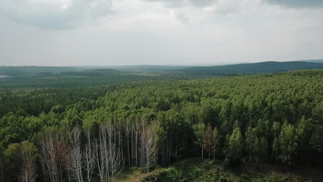 vista aérea de un paisaje de bosque exuberante