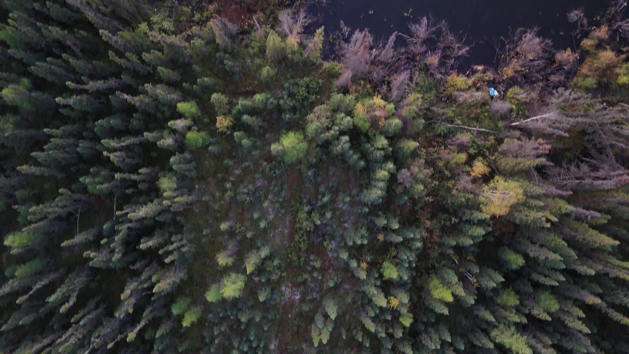Aerial drone shot following a trail through boreal forest in northern Manitoba on the Canadian Shield. Drone looks down at swampy terrain with small trees, moss, and wetland vegetation.