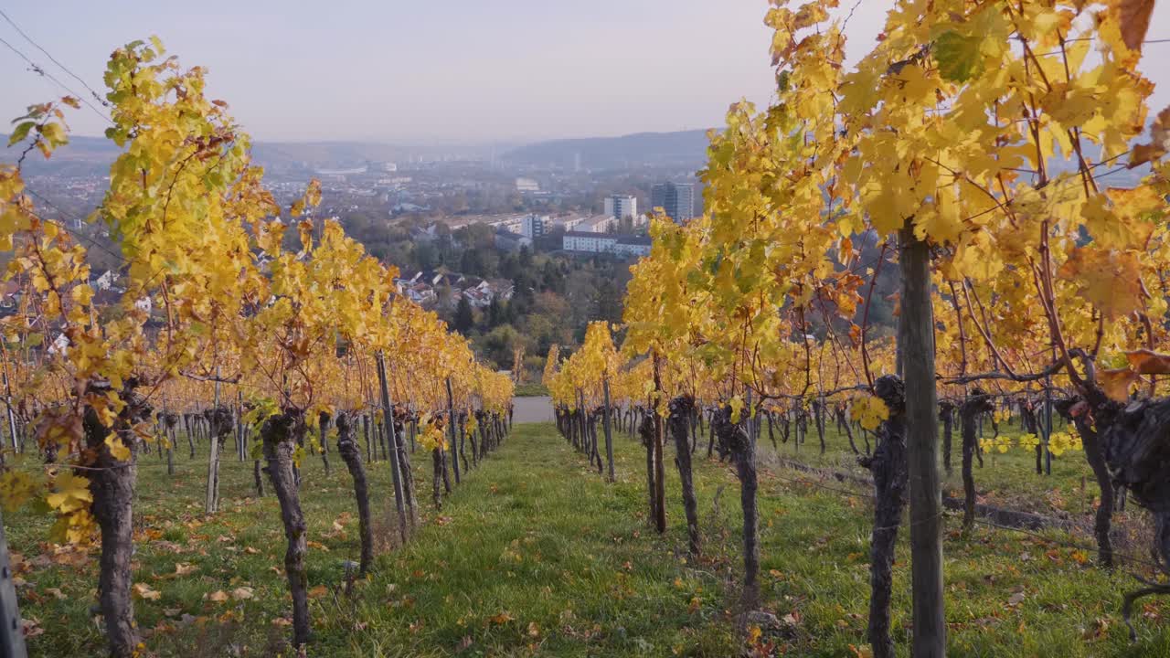 Walking forward through huge colourful vineyard and grapevines during autumn and sunset in Stuttgart, Germany in 4k