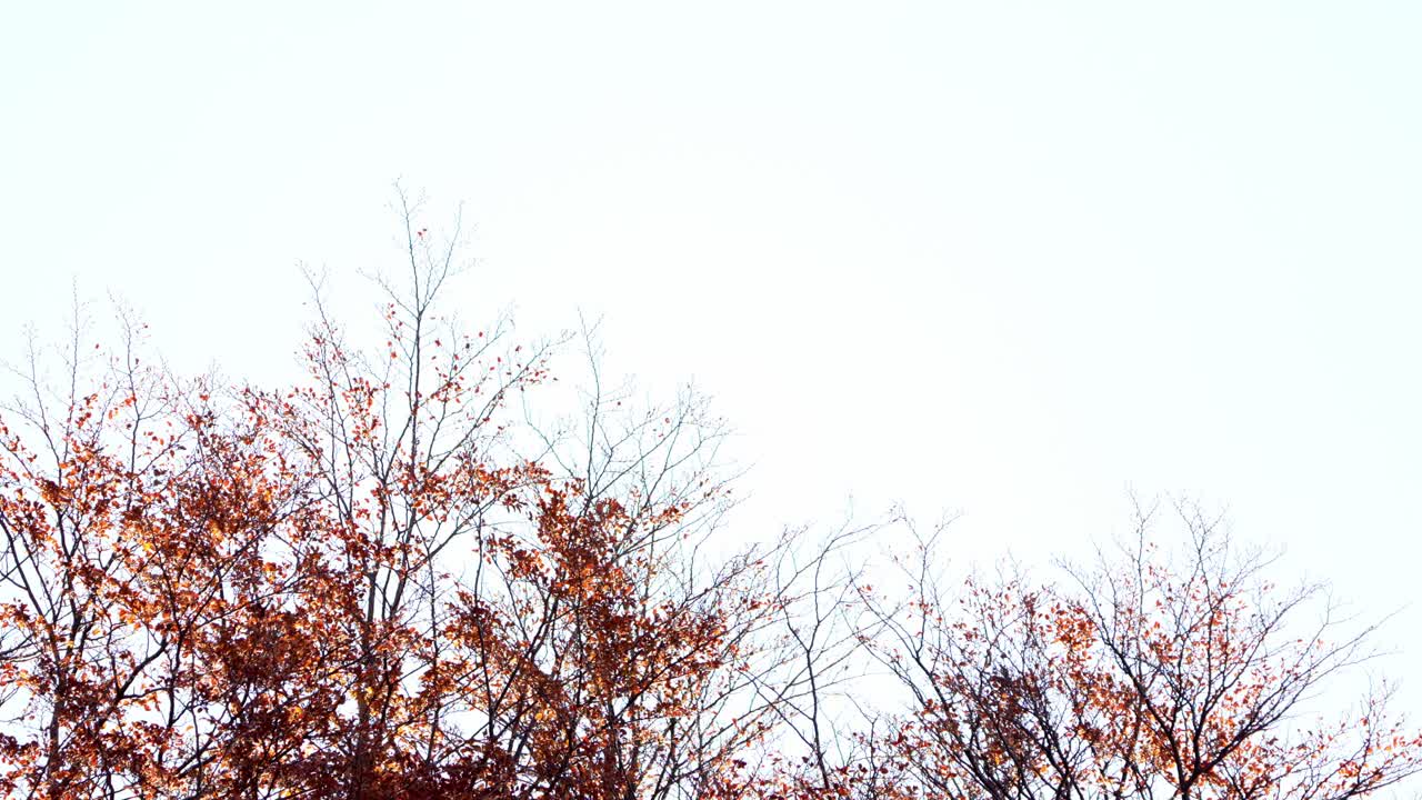 Southern beech in the Patagonian Andean forest in Autumn with orange fall foliage