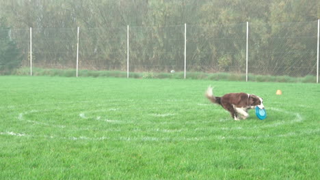 el perro collie fronterizo salta y atrapa un frisbee en la hierba - disparo a cámara lenta
