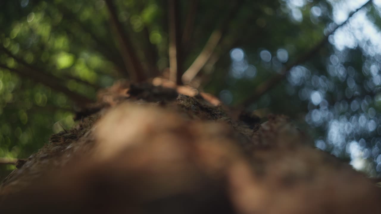 Rough texture of ancient redwood bark, abstract shallow focus upward view