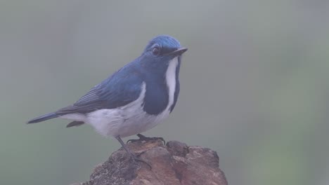 the ultramarine flycatcher, also known as the white-browed blue flycatcher, a winter migrant to thailand, is very friendy to people