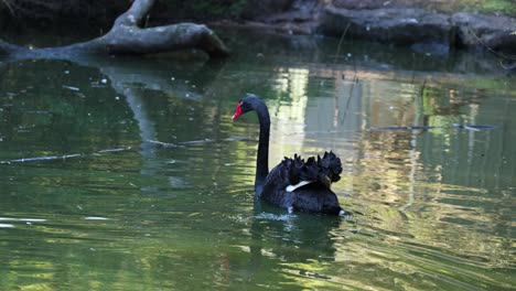 a black swan gracefully swims in a pond