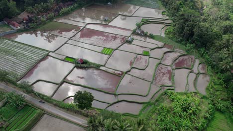 Vista-Aérea-De-Los-Campos-De-Arroz-Durante-La-Preparación-Húmeda-En-Bali,-Indonesia.