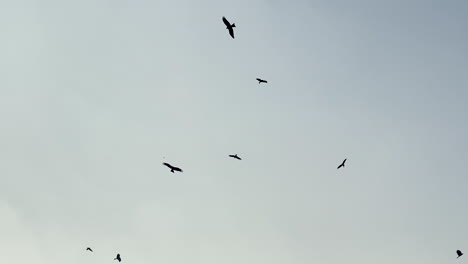 Bandada-De-Cuervos-Volando-En-El-Cielo