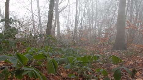 Mystische-Waldwaldbäume-In-Dichtem,-Dichtem,-Nebligem-Atmosphärischem-Rauch