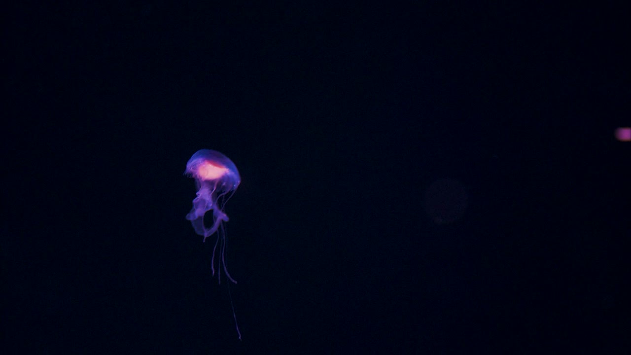 Amakusa jellyfish swimming slowly in darkness, close up tracking shot