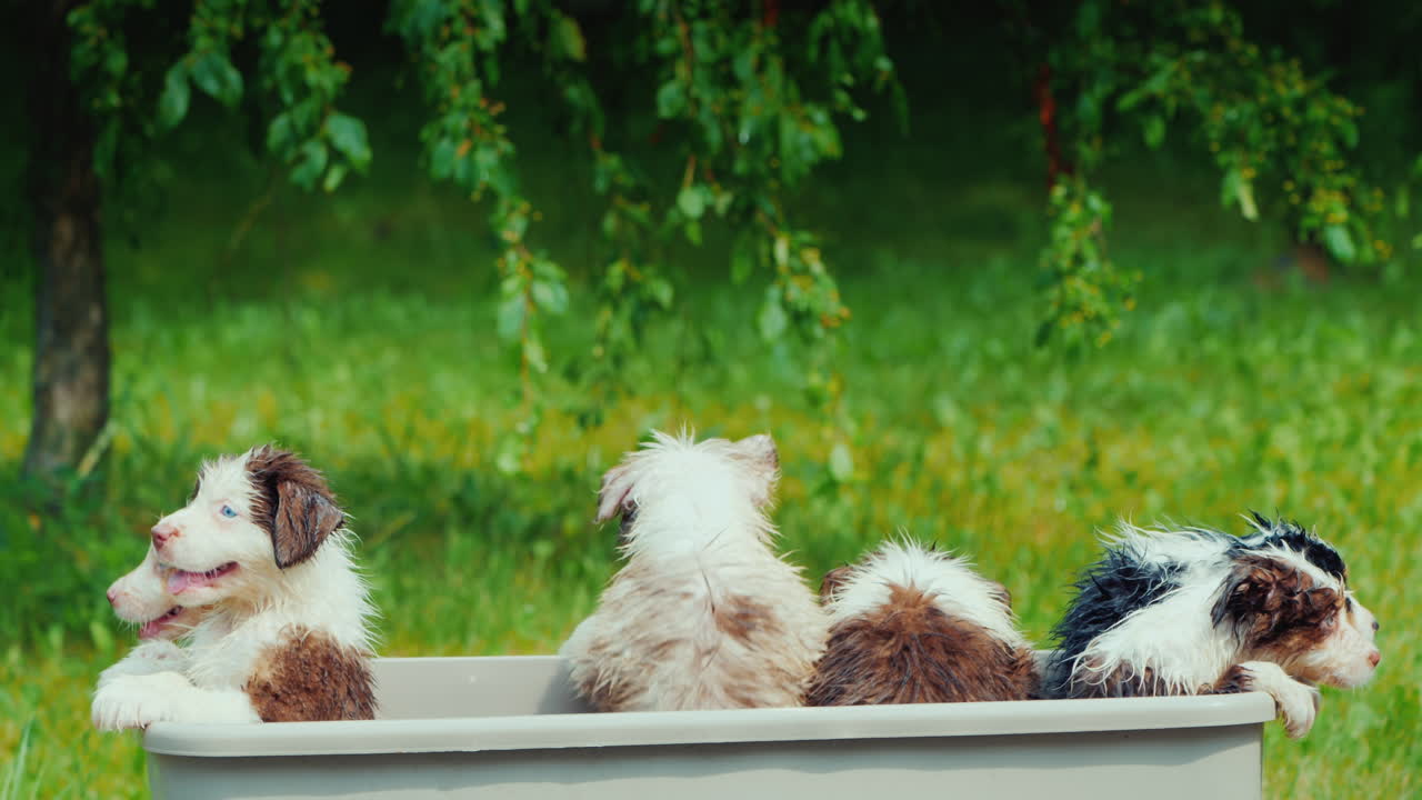 재미있는 강아지 몇 마리가 그림 같은 곳에서 목욕을 하고 있다