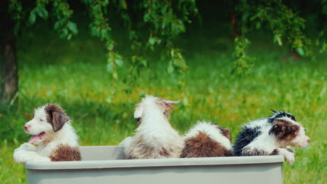 unos cachorros divertidos se están bañando en un lugar pintoresco