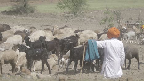 Indian-nomadic-tribal-people-herding-sheeps