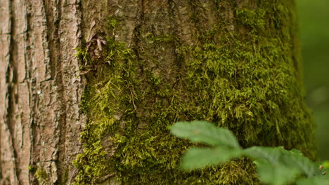 close up of moss or lichen growing on trunk of tree in forest