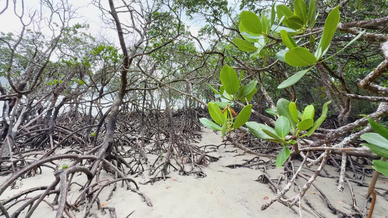 Wide-angle shot glides past dense mangrove pneumatophore roots and green leaves on sandy ground, under soft daylight in a tropical coastal environment