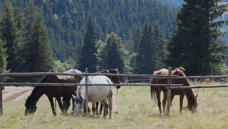 horses grazing on pasture with dense forest in background on a sunny day