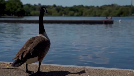 4K-Aufnahme-Einer-Ente,-Die-In-Der-Sonne-Chillt-Und-Dann-In-Den-See-Geht