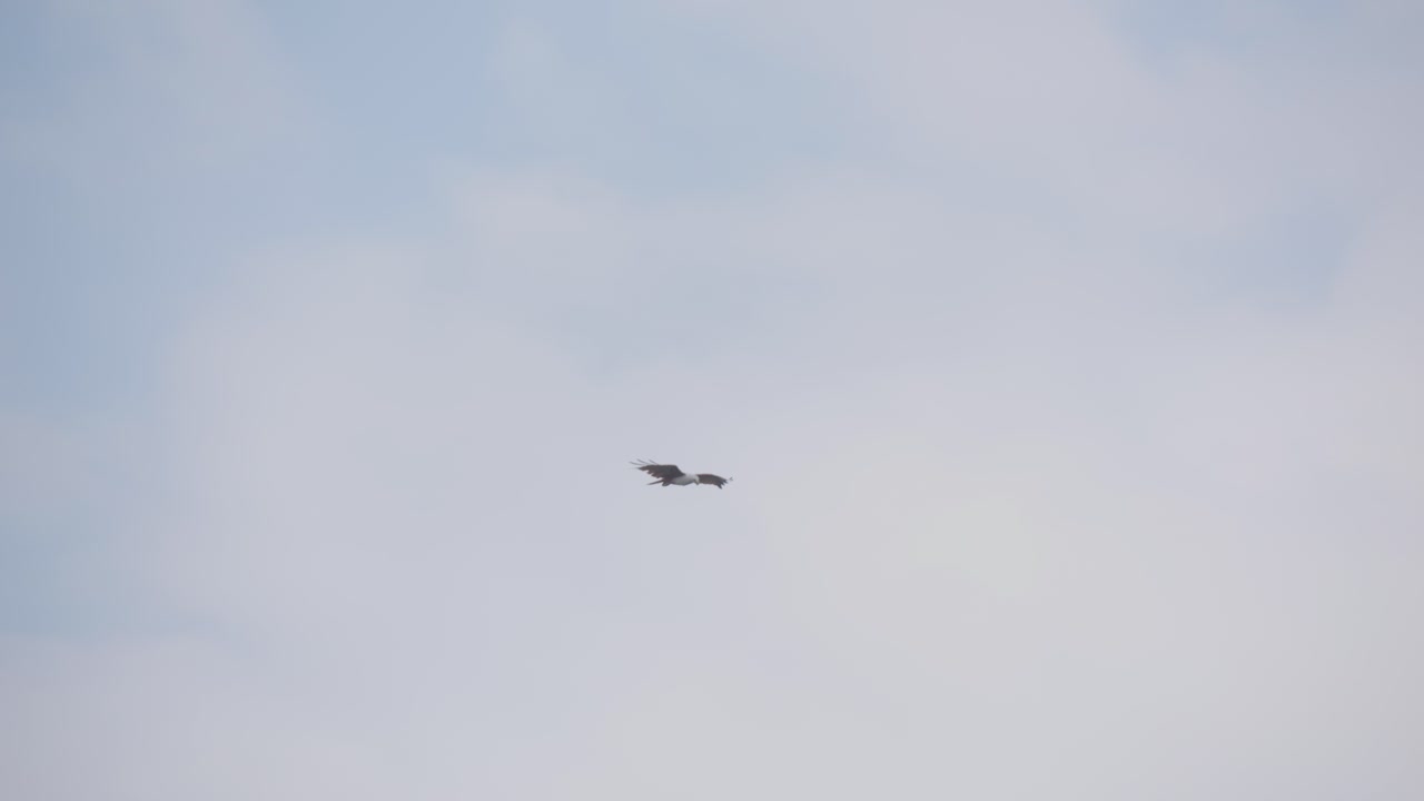 파란 하늘을 배경으로 날아다니는 브라흐미니 카이트 새 - 추적