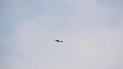 Cometa-Brahminy-Pájaro-Volando-Contra-Un-Fondo-De-Cielo-Azul---Tiro-De-Seguimiento