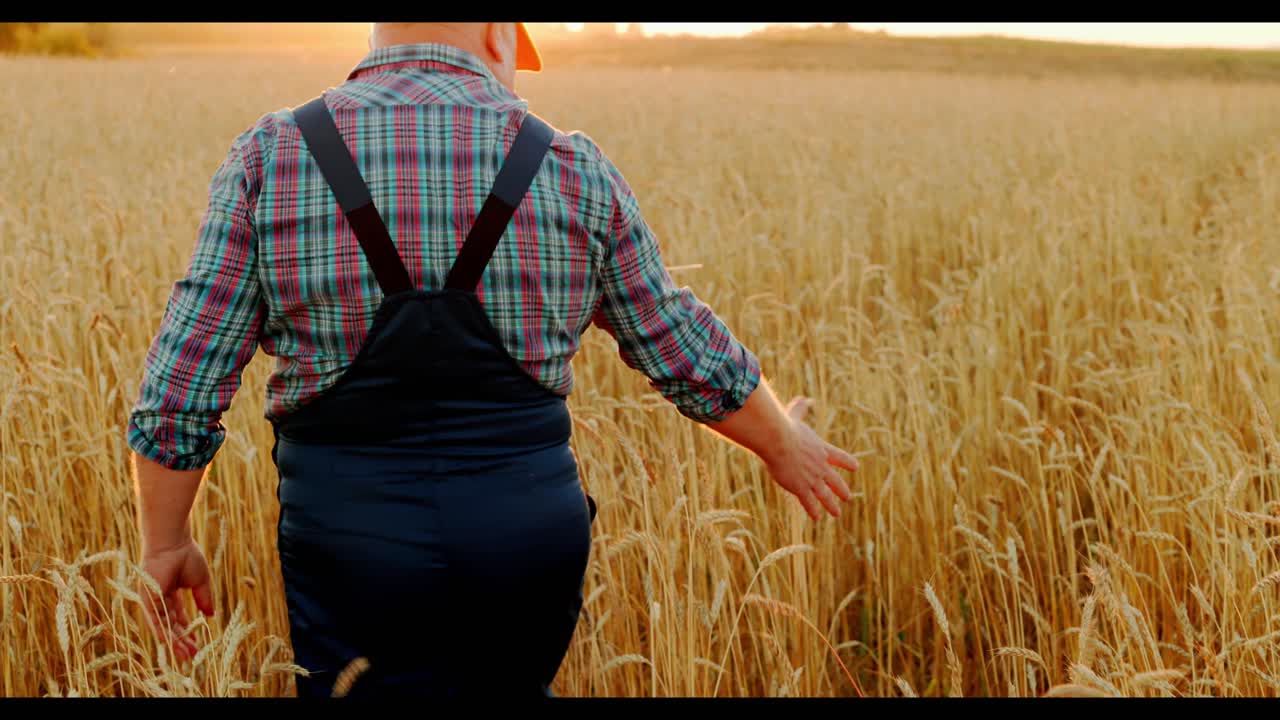 Farmer working in a wheat field at sunset